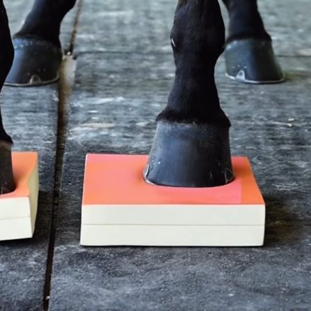 Advanced Horse Balance Training Set – Firm Stability & Core Strength Development Kit