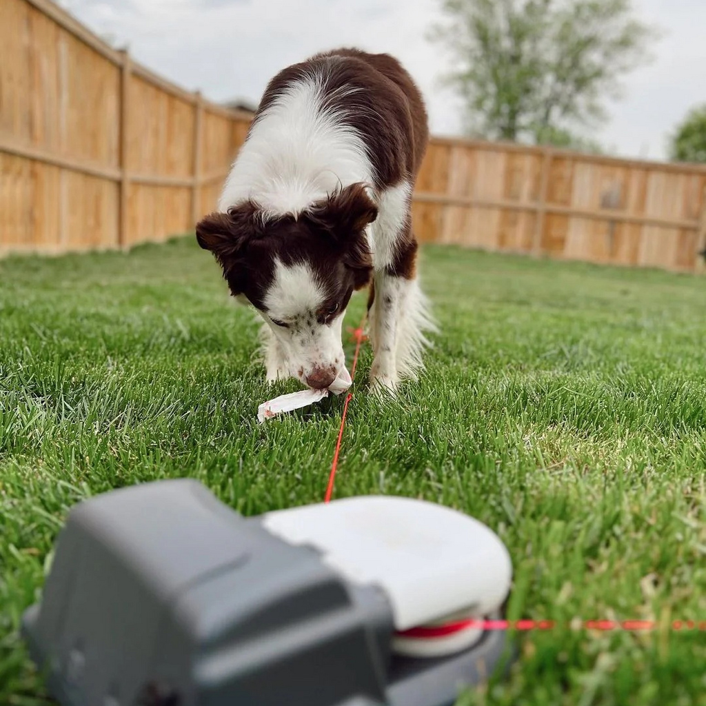 Burn Energy Fast — Keep Your Dog Happy & Active